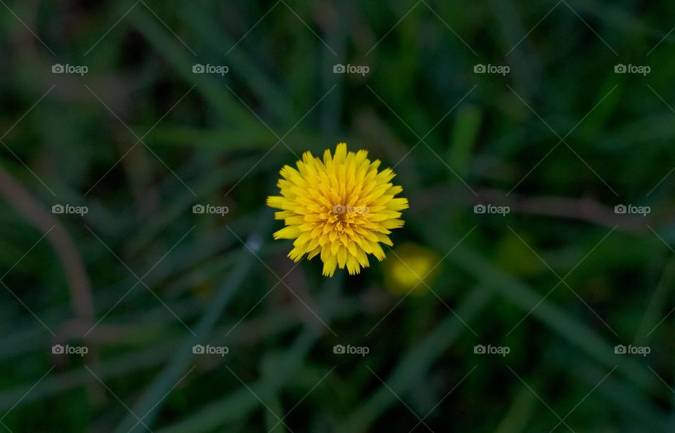 wild flower bloom in the middle of autumn in the sierras of cordoba, argentina.