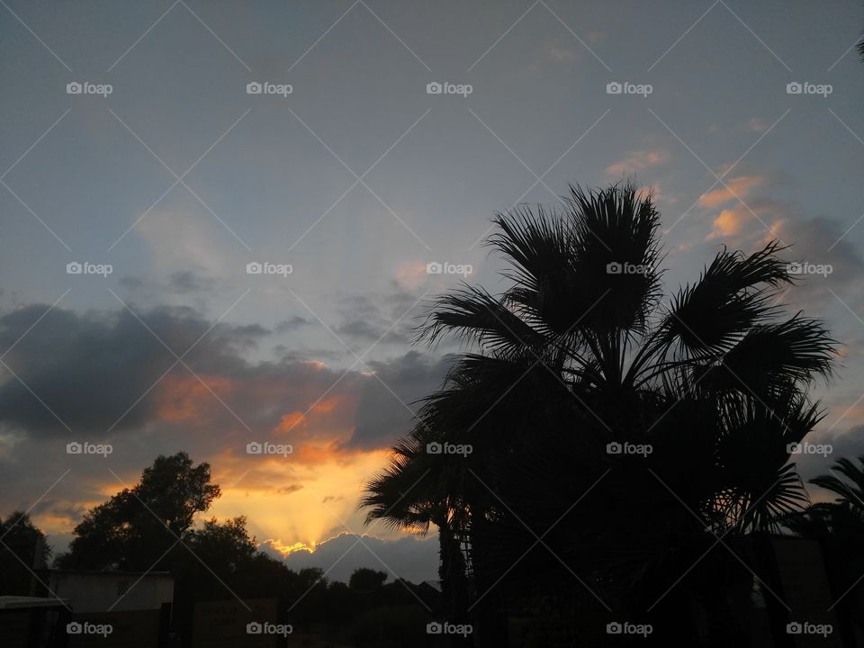 No Person, Sunset, Sun, Beach, Tree