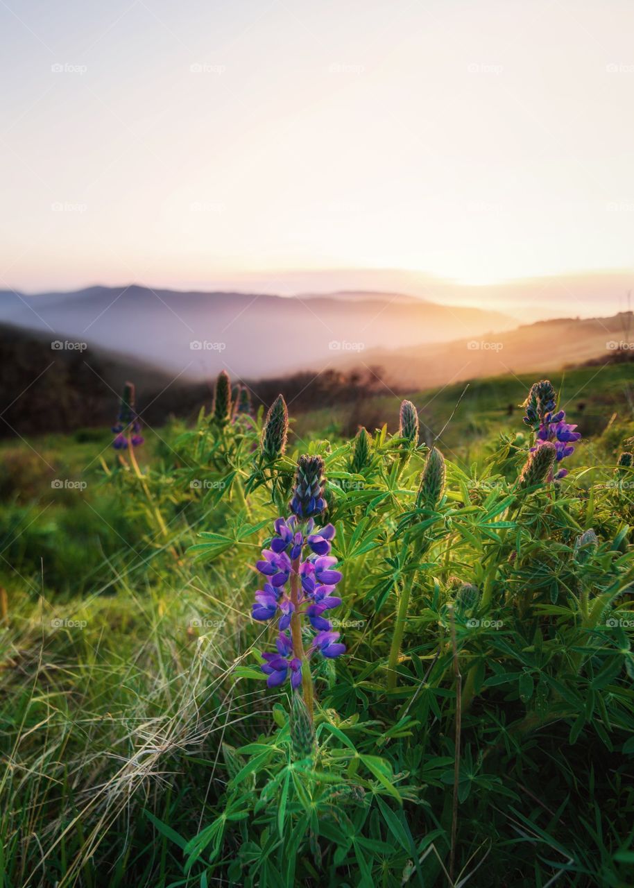 Lupine at Sunset