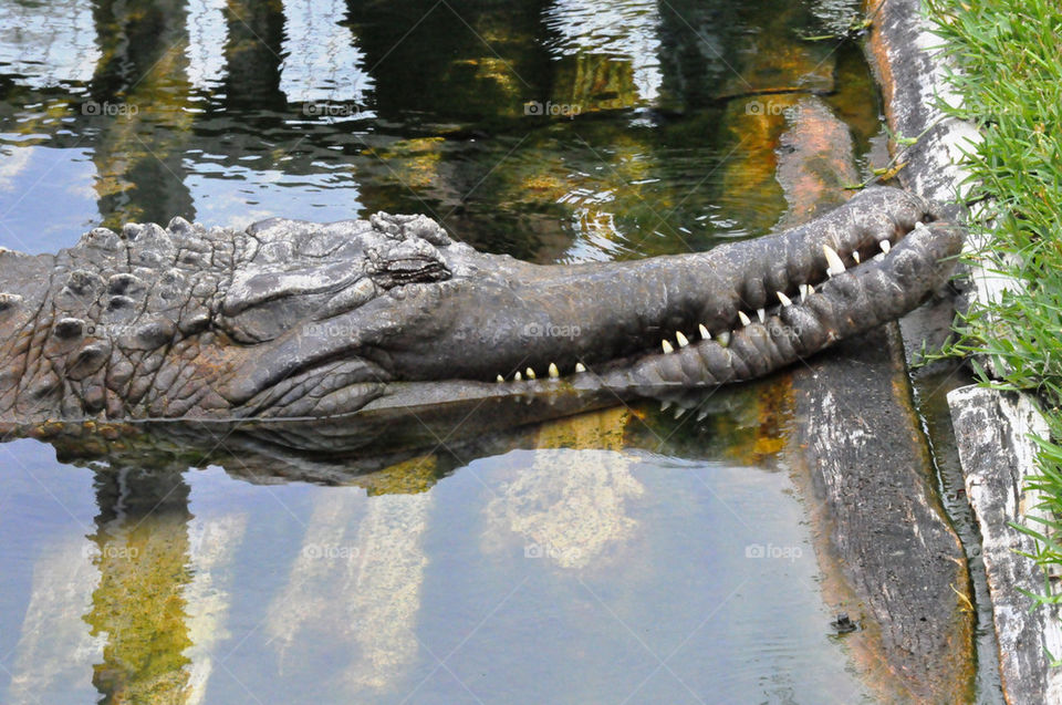 animal reptile alligator crocodile by refocusphoto