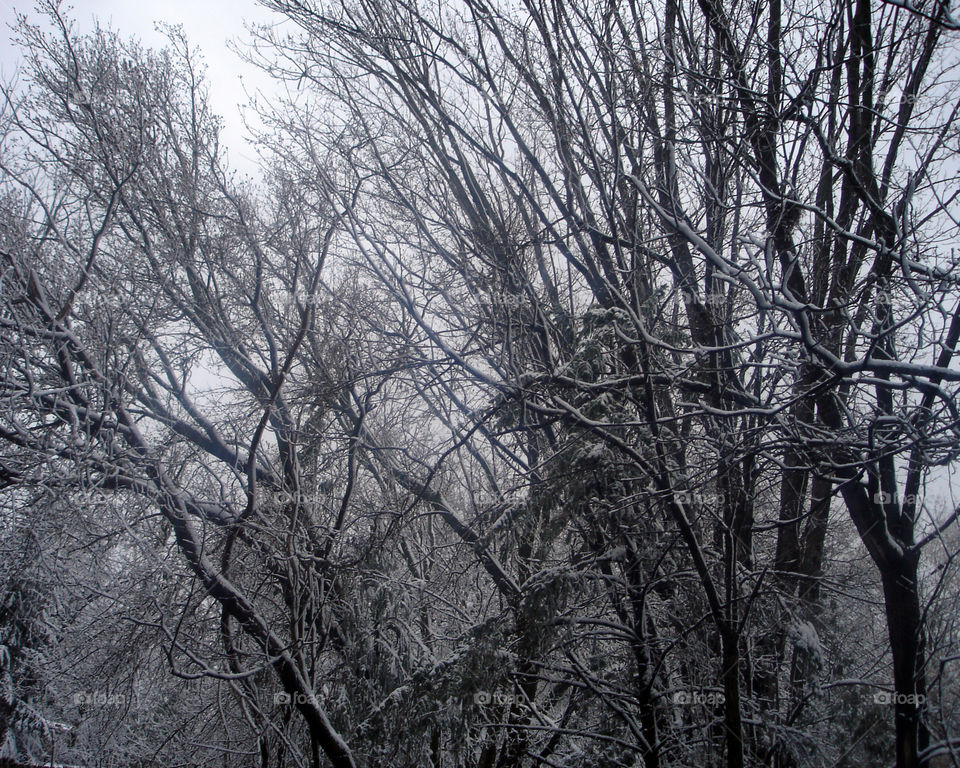 Winter Trees