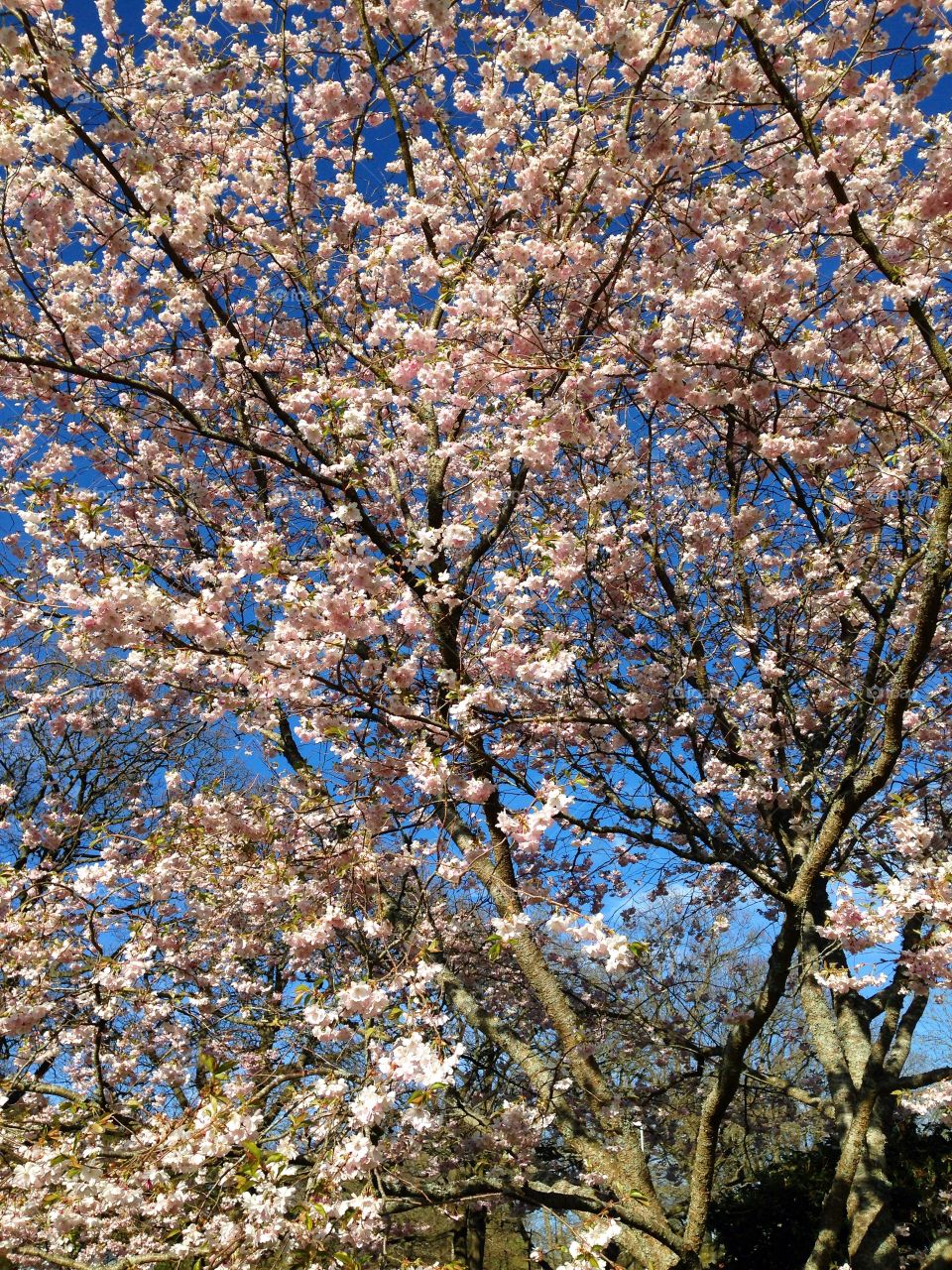 Low angle view of cherry tree