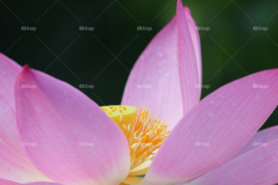 Beautiful Pink Lotus