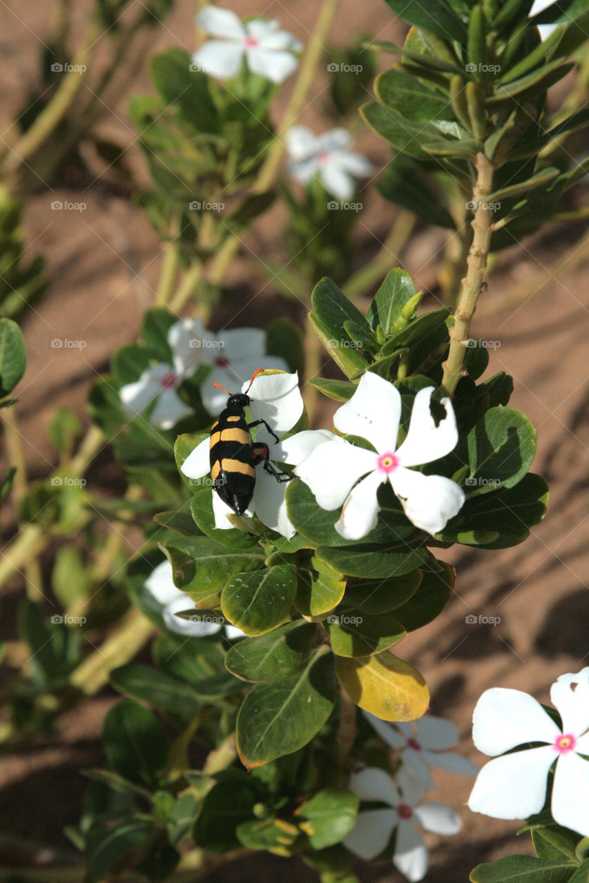 Close-up of honey bee on white flowers