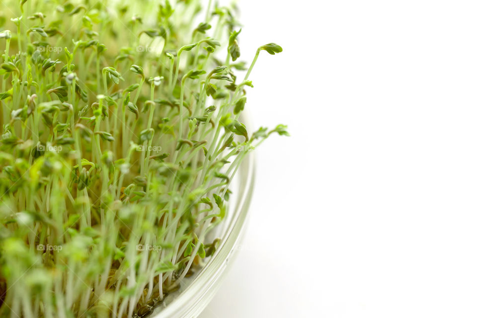Closeup of crest salad sprouts in a bowl on white table