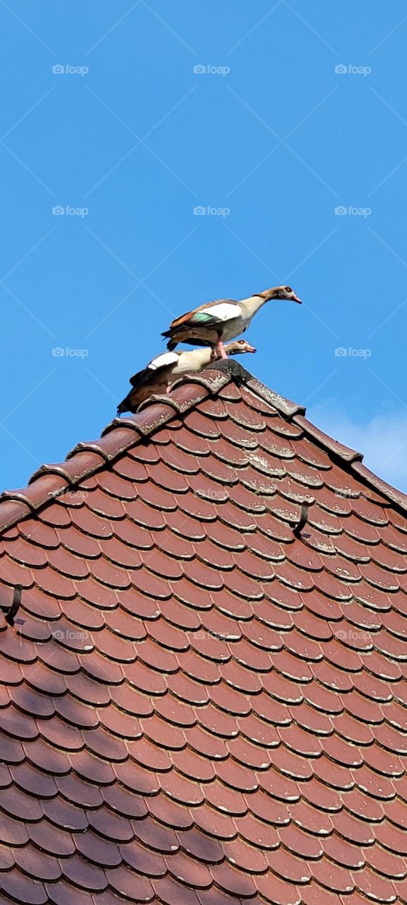 Roof