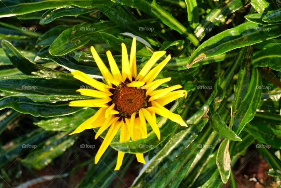 Gazania Rigen L. Gaerth 
Treasure Flower