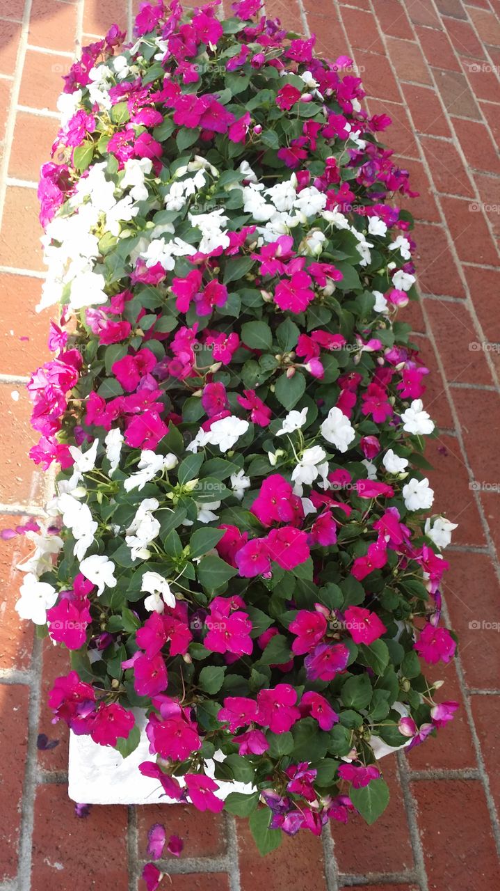 Impatiens Flowers