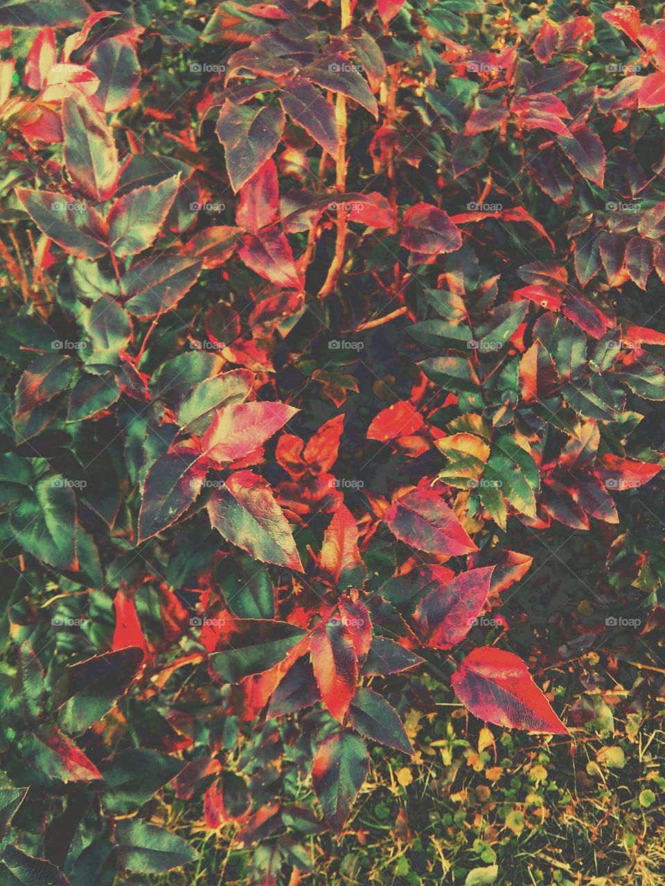 High angle view of a plant