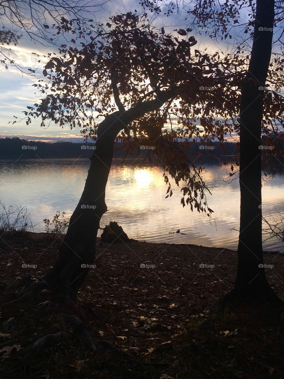 Sun reflecting under the tree