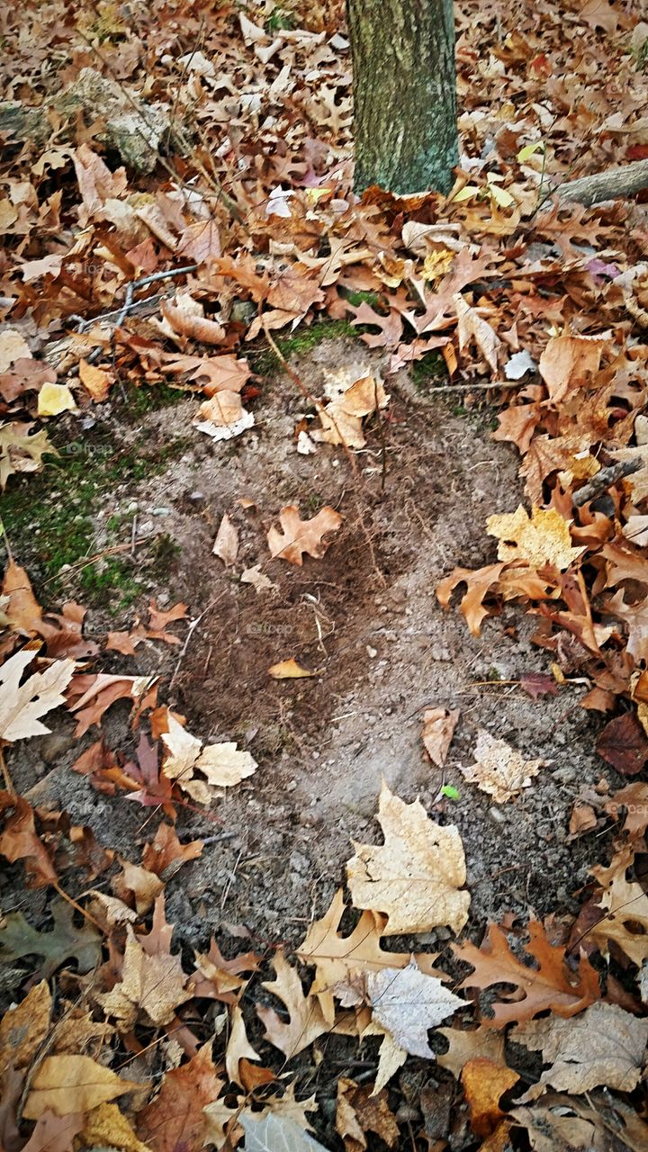 Whitetail Deer Buck Scrape