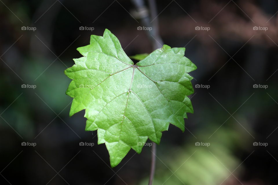 Heart Leaf