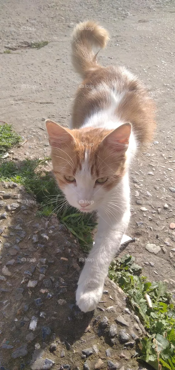 Lovely cat