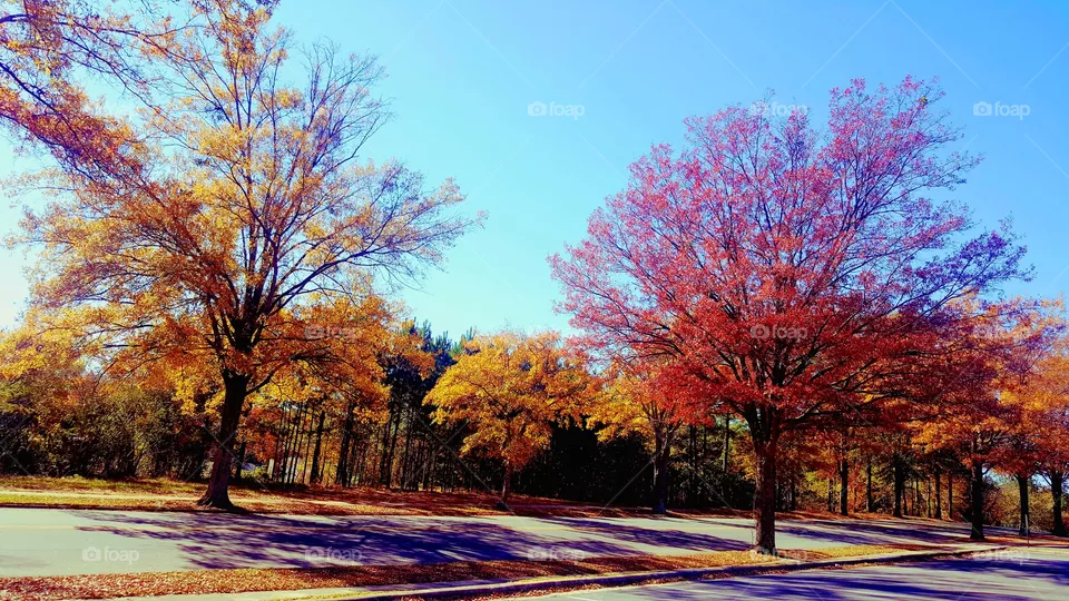 Autumn trees