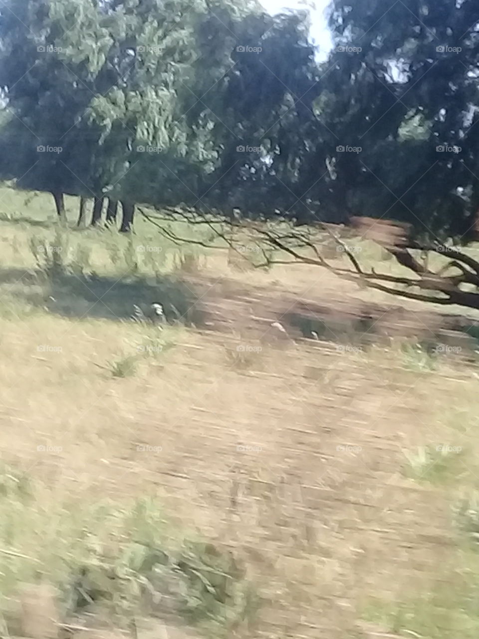 campo de pastura con un pequeño bosque de eucaliptos al fondo. Foto tomada desde un ómnibus en movimiento a gran velocidad.