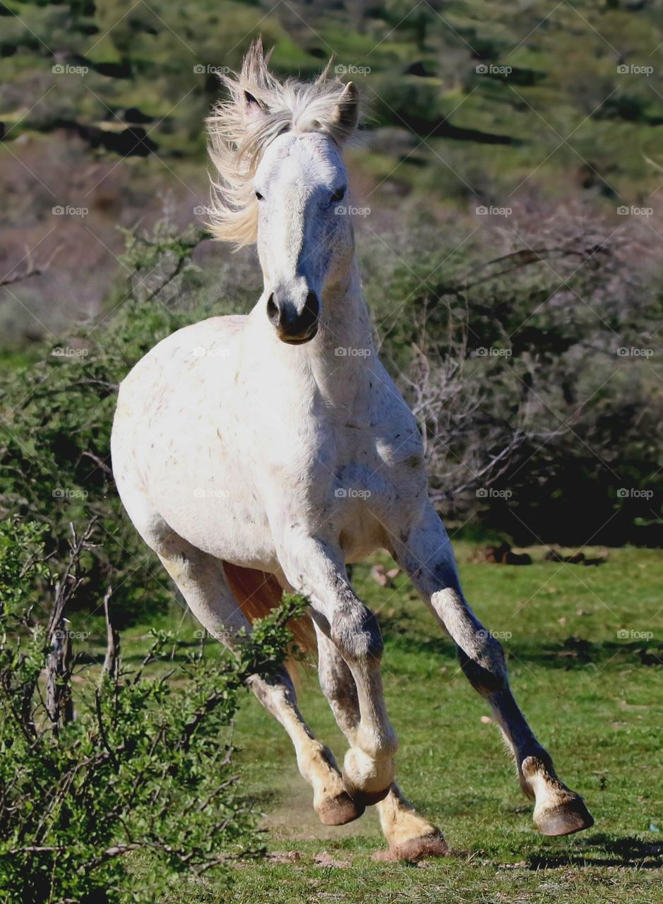 Salt River Wild Horse Running in Desert