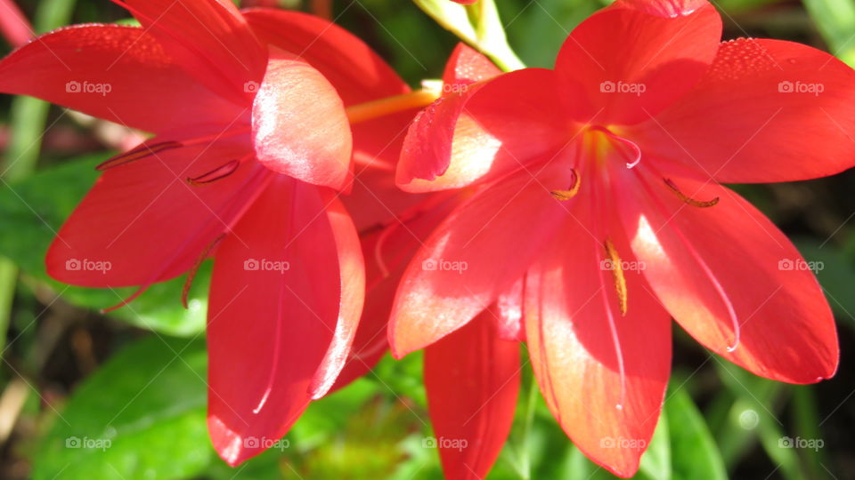 Red flowers 