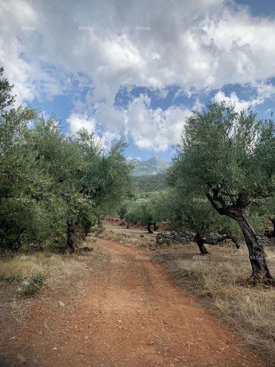 On the walk from Kardamyli to Stoupa via Proastio through olive groves with mountains in the distance, Mani peninsula in the Peloponnese, Greece