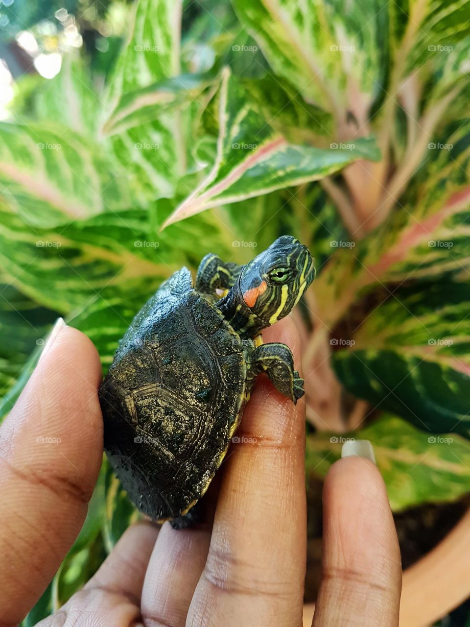 red eared slider turtle posing in front of tropical plant