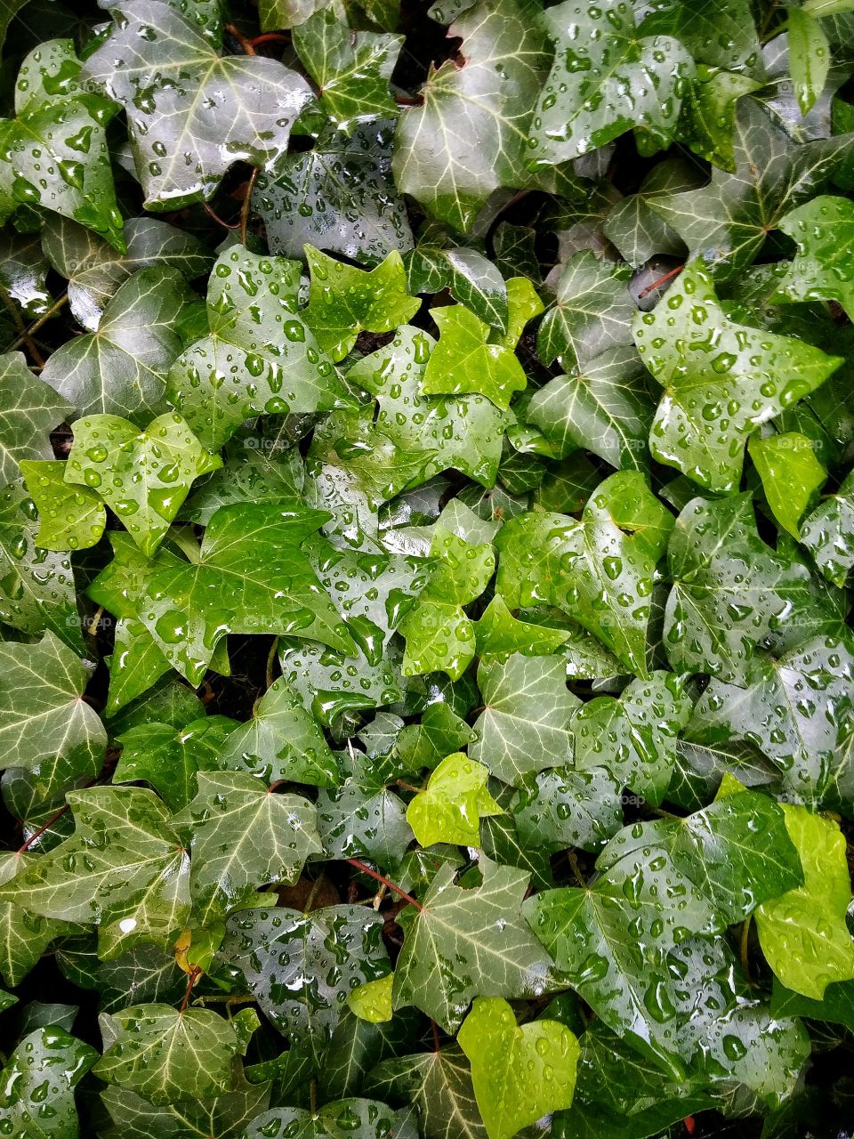 Green vine leaves