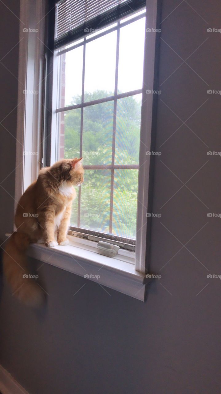 Long haired orange cat with white belly and long hair sitting looking out of window 