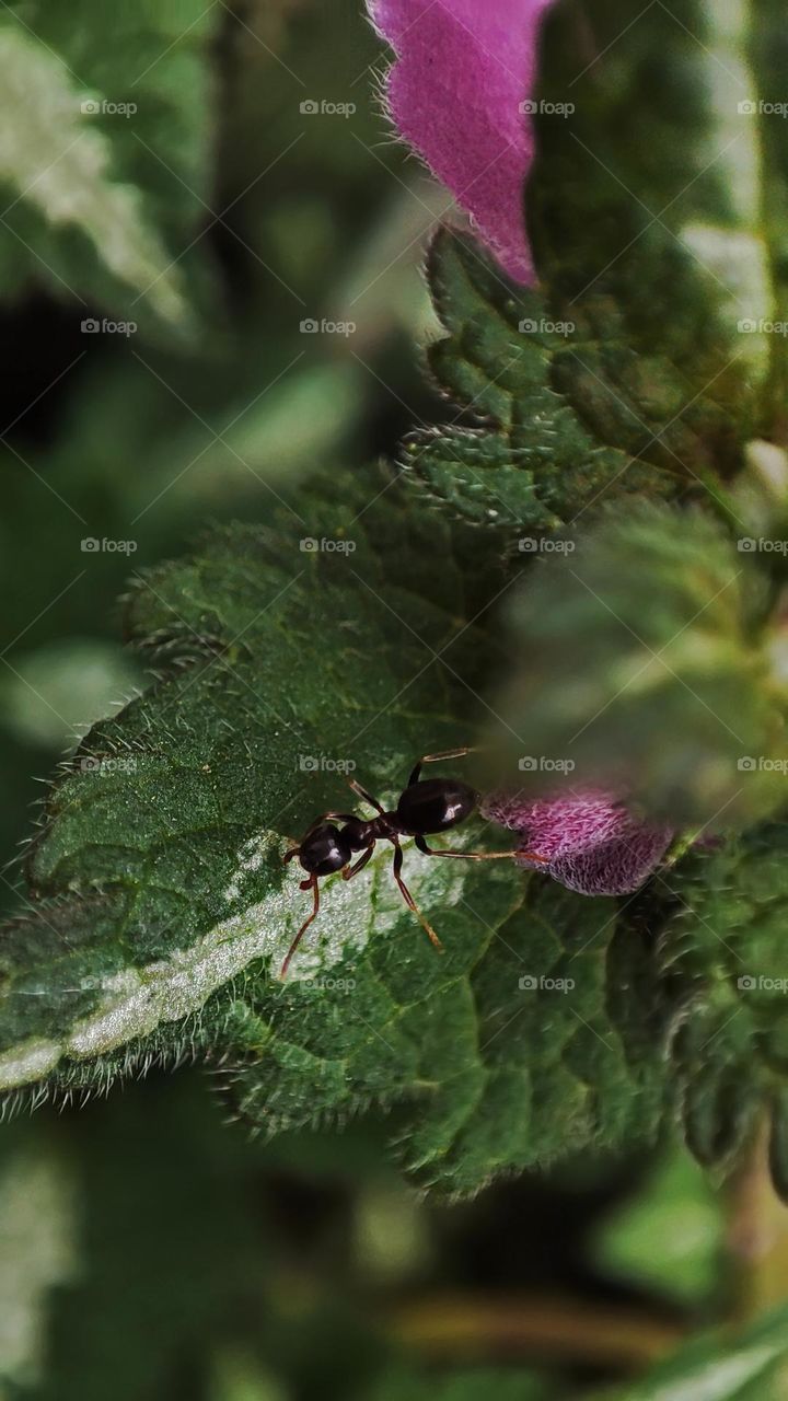 Macro photo of green grass growing in the garden