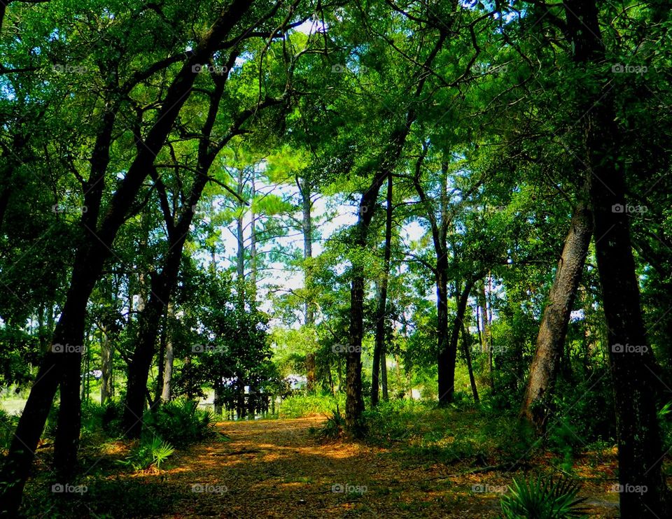 View of woodland in forest