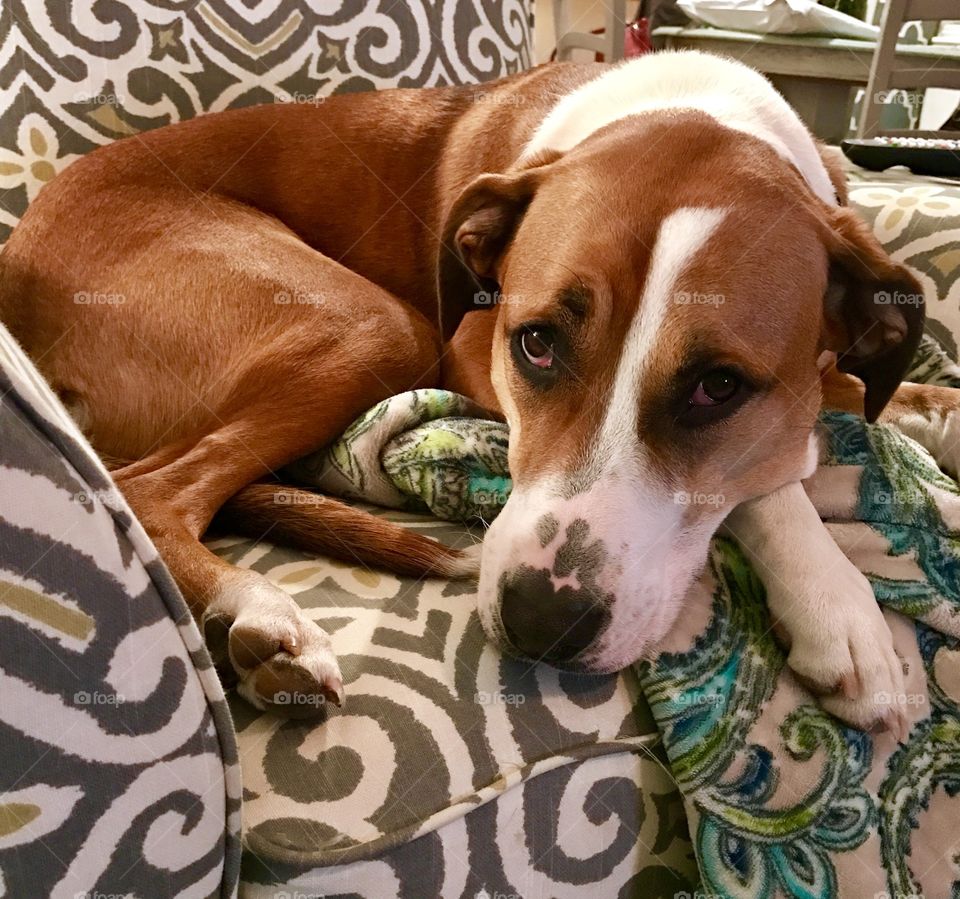 Dog Laying on Chair