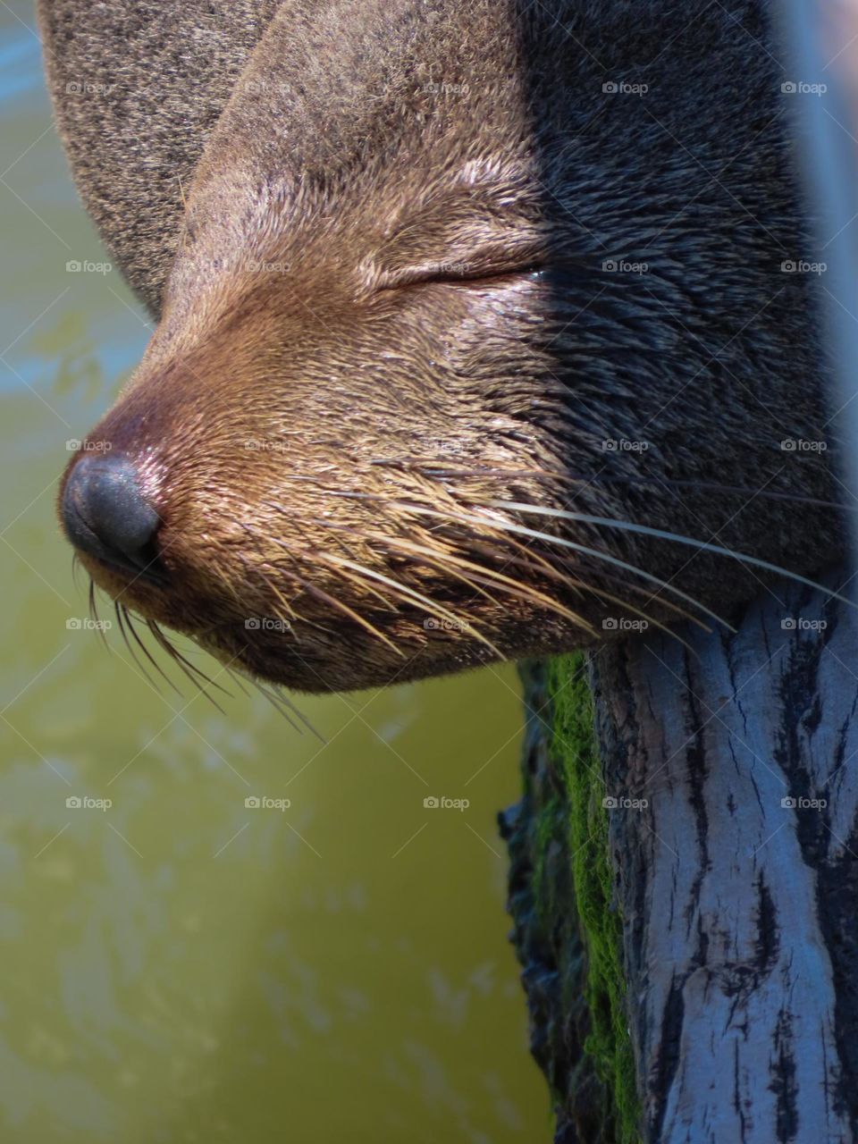 Cute seal sleeping.