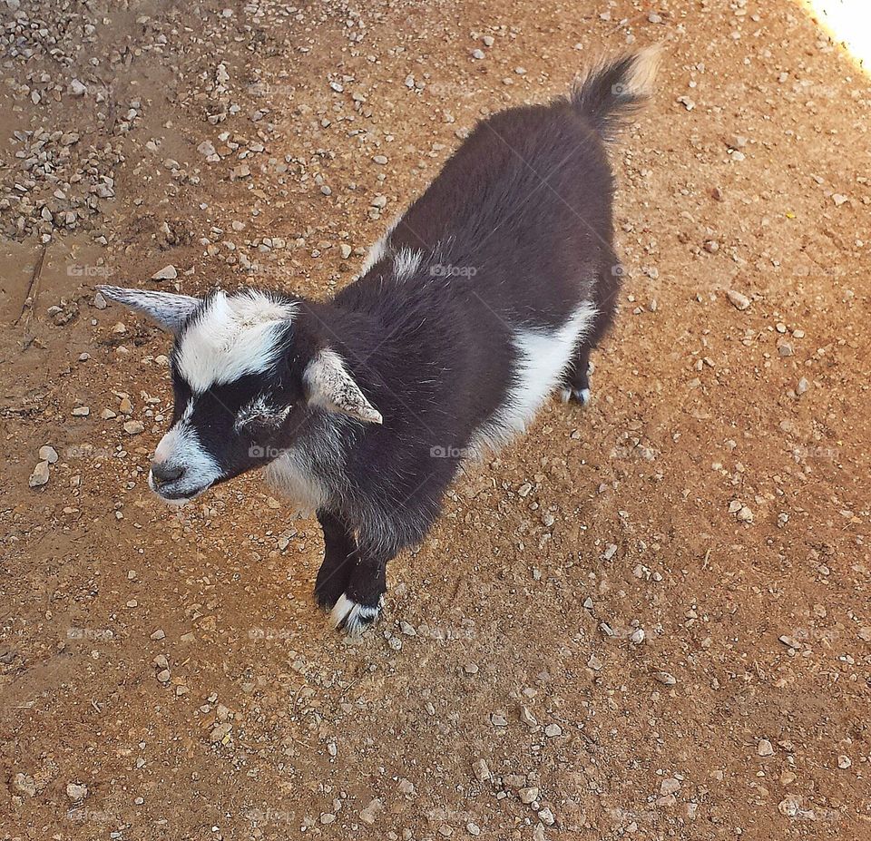 baby goat. baby goat at a petting zoo