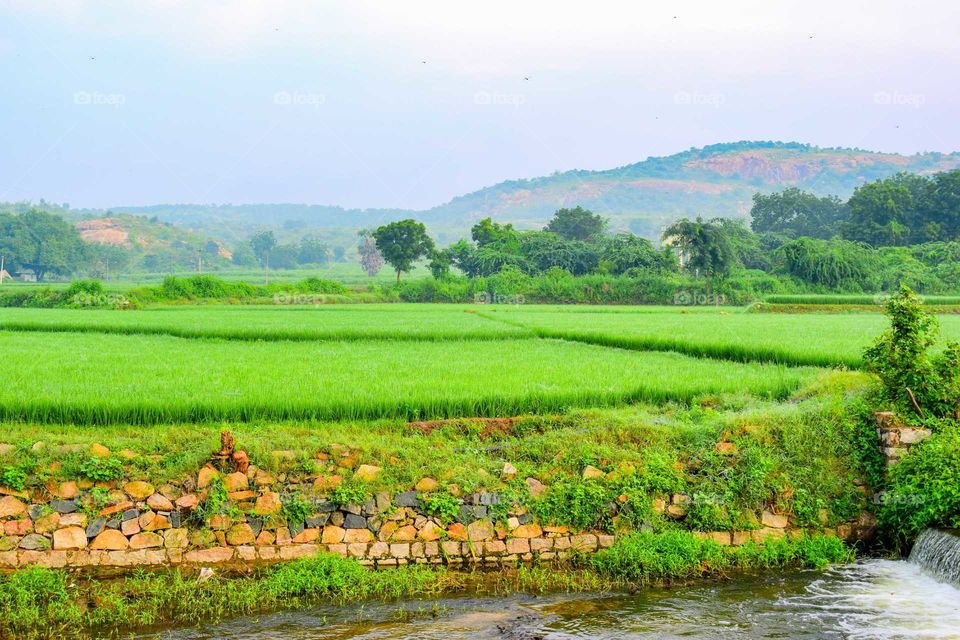 Paddy farm