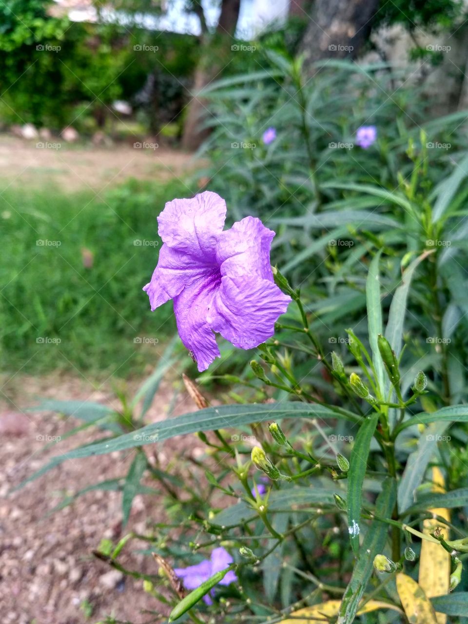 Purple flower