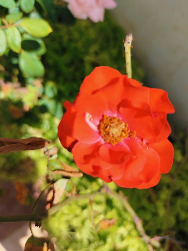 red rose