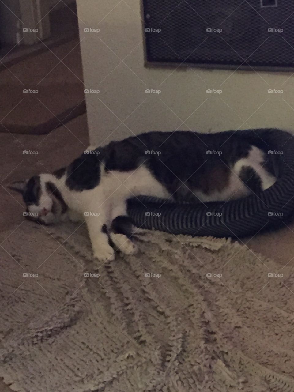 Cat bed too small for sleeping.