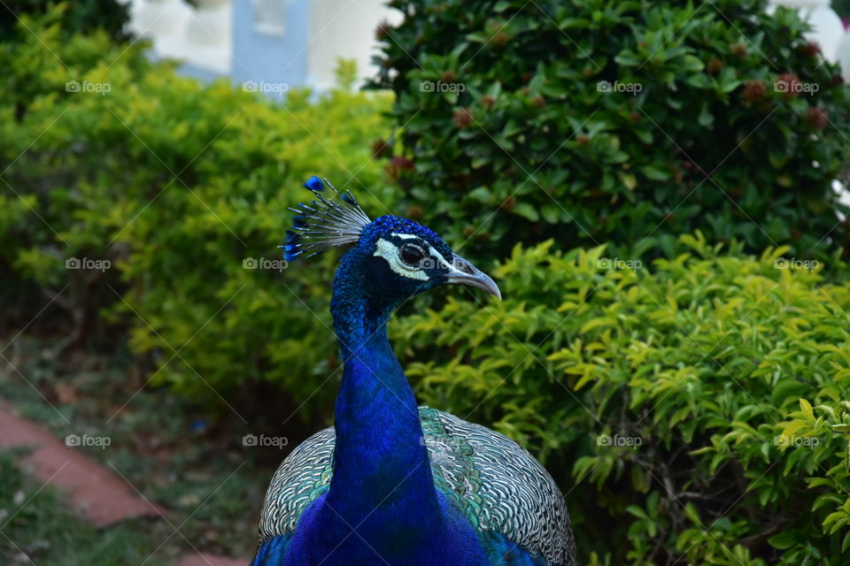 majestic peacock in the backyard