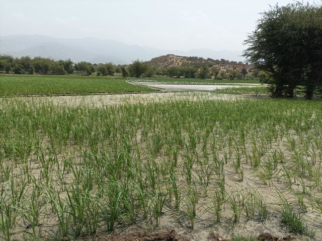 rise in yemen farmer