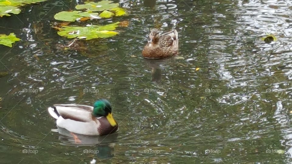 Mallard an Drake Ducks