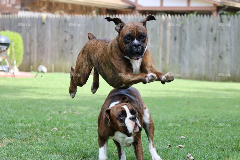 Boxers playing 