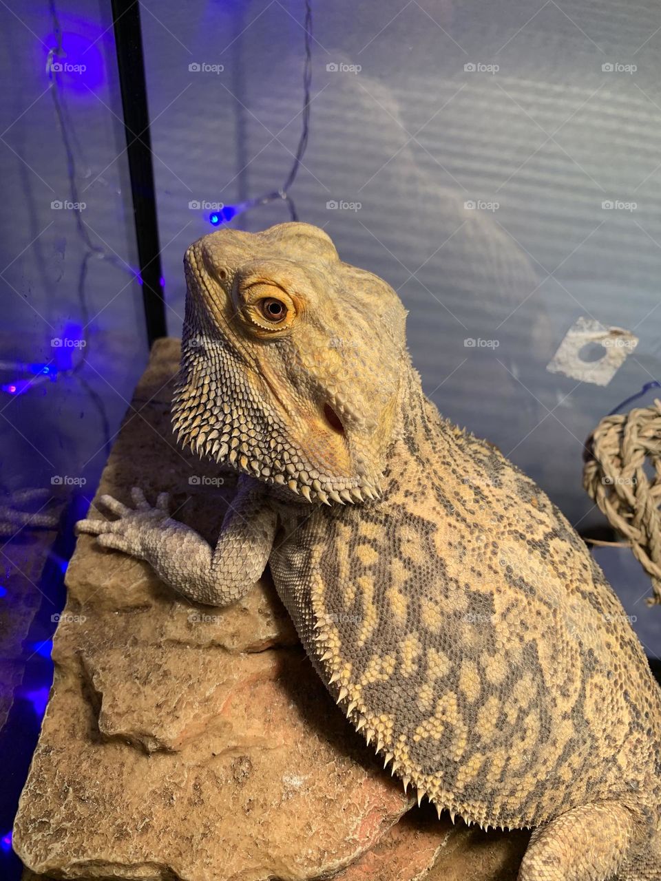 Bearded dragon looking angry 