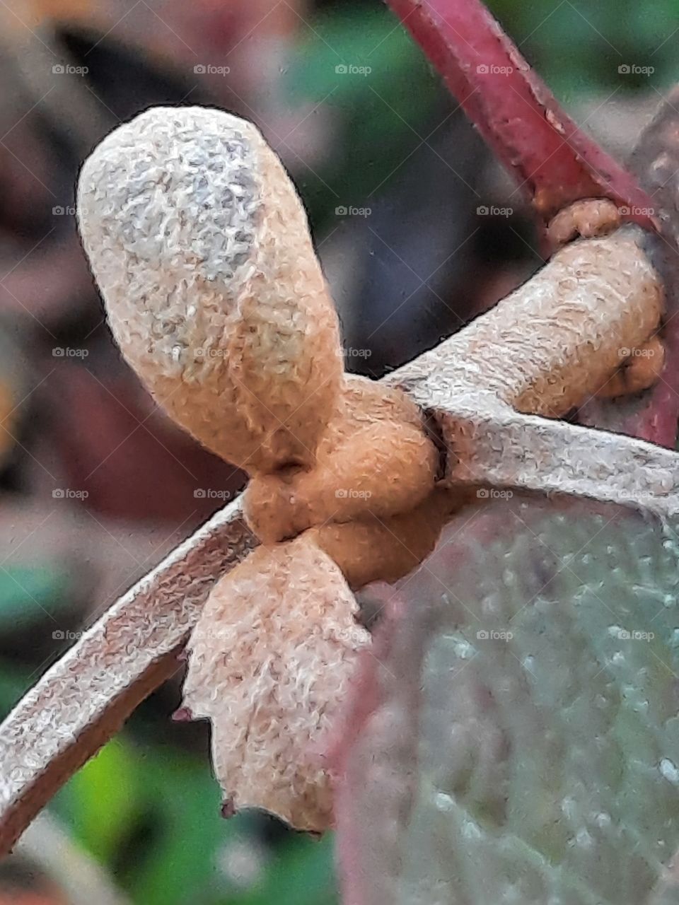 buds of future flowers in autumn garden- hydrangea