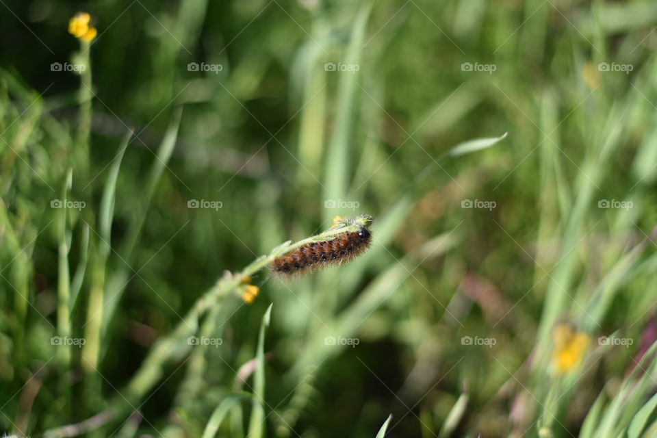 Caterpillar feasting on wild grass.