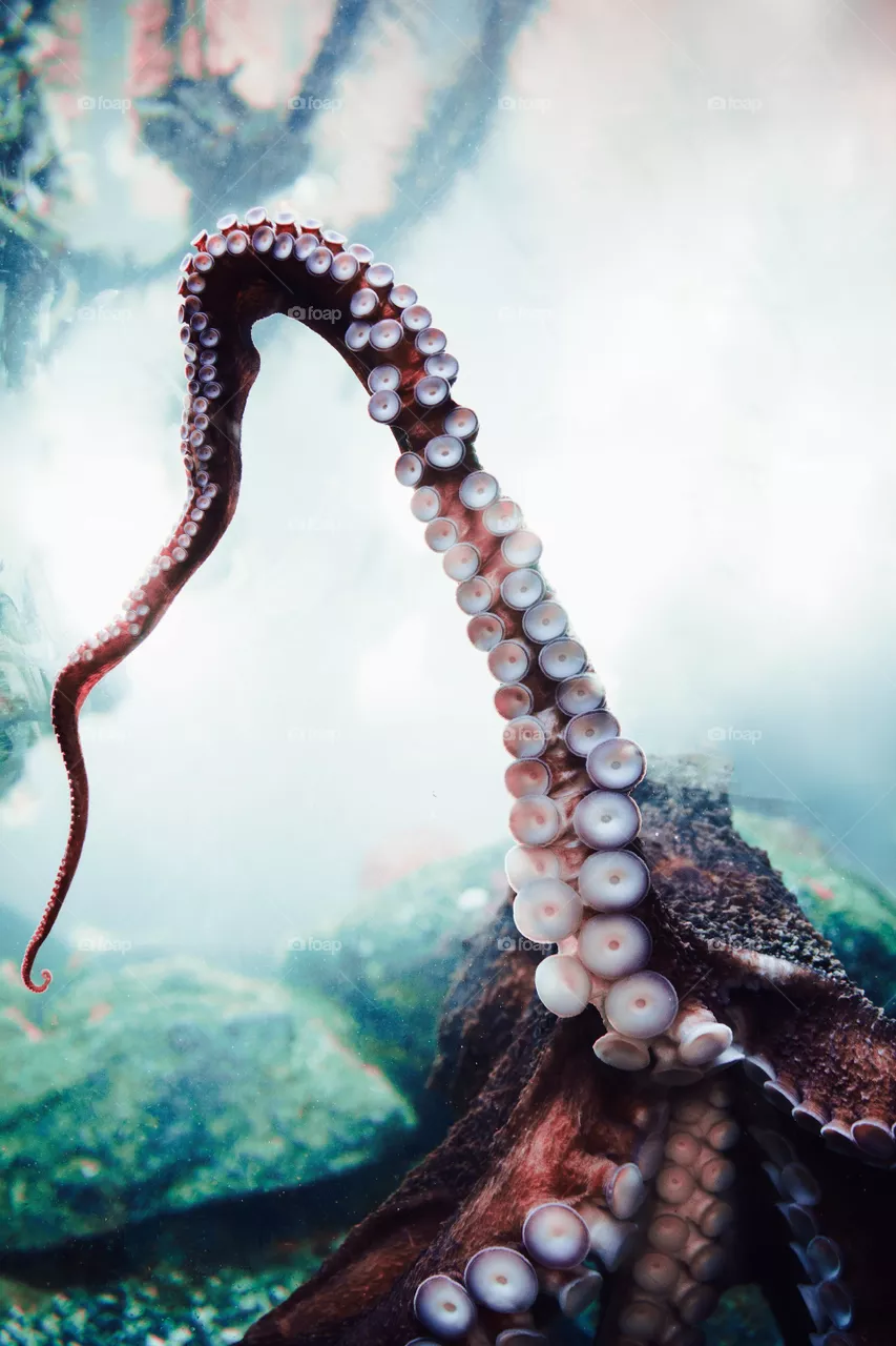 octopus
