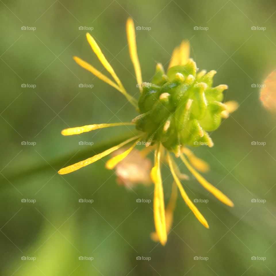 Buttercup without petals