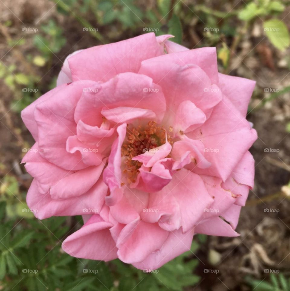 🌹 🇺🇸 Very beautiful flowers to brighten our day.  Live nature and its beauty. Did you like the delicate petals? / 🇧🇷 Flores muito bonitas para alegrar nosso dia. Viva a natureza e sua beleza. Gostaram das pétalas delicadas? 