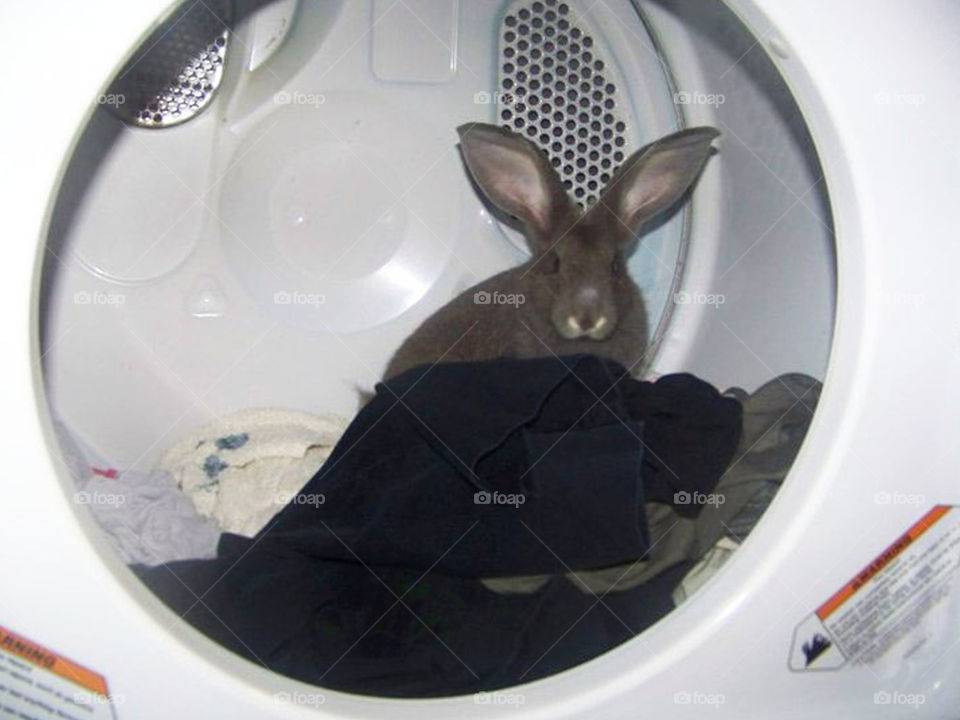 Flemish Giant Bunny Rabbit in Dryer. This was my rabbit, Inari. she loved to sit in the dryer whenever it wasn't closed properly. Did someone say fluffy cycle?