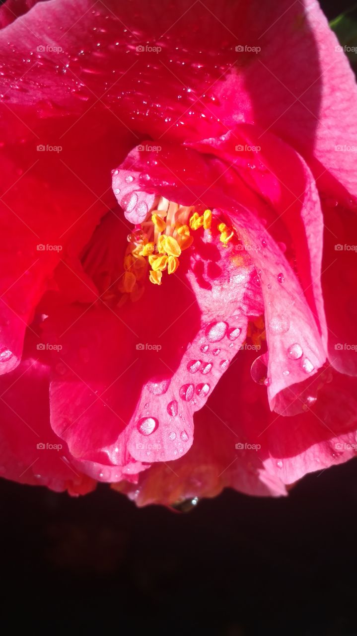 azalea