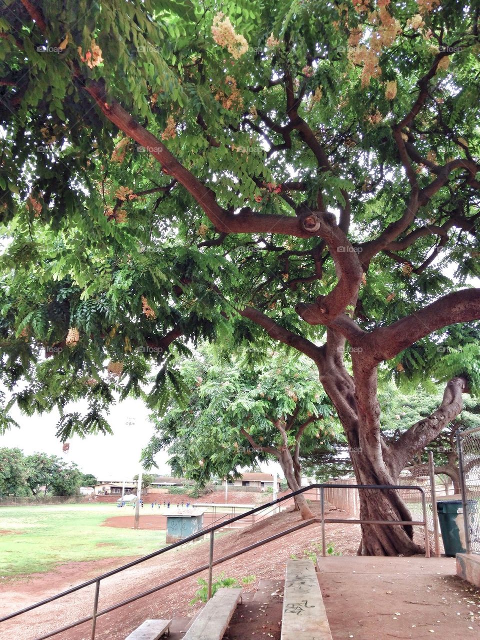 Sunny day at the park