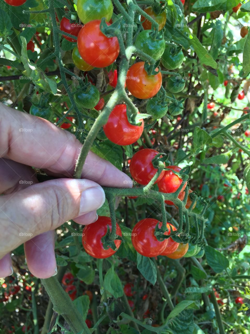 Sweet 100 tomatoes