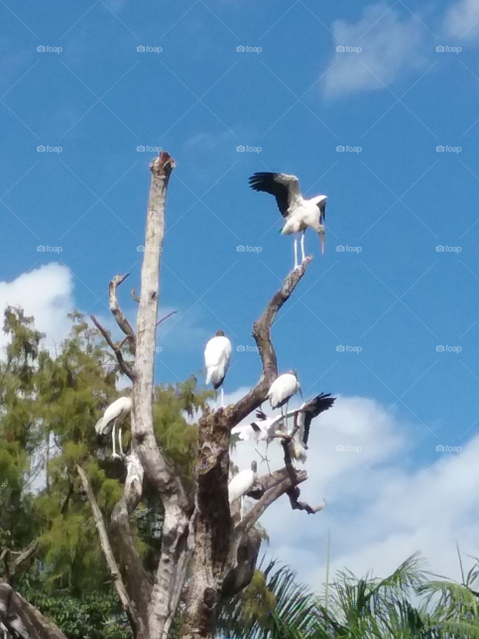 Florida birds perched in natural habitat