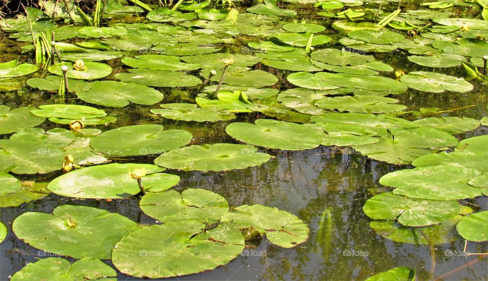 Marais de Saint Omer